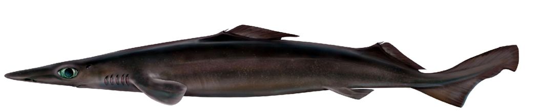 Deania hystricosa_08.jpg